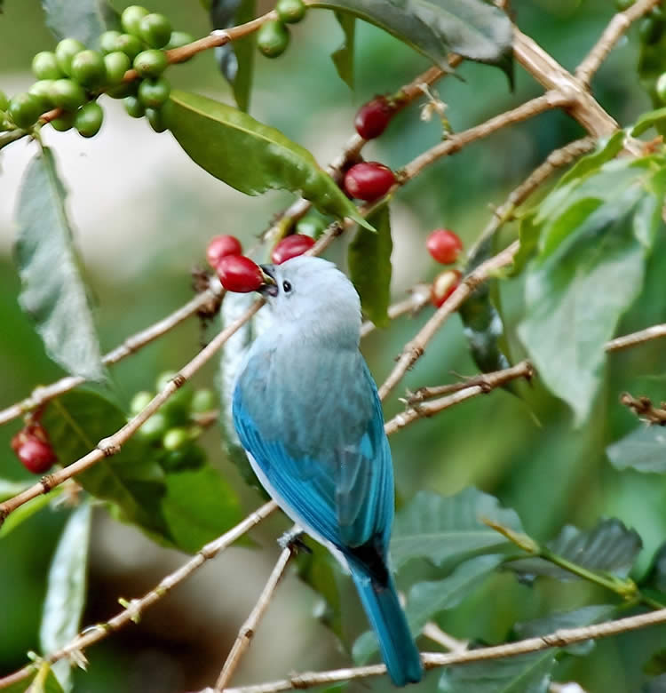 The Blue-Gray Tanager eating coffee in Boquete, Panama